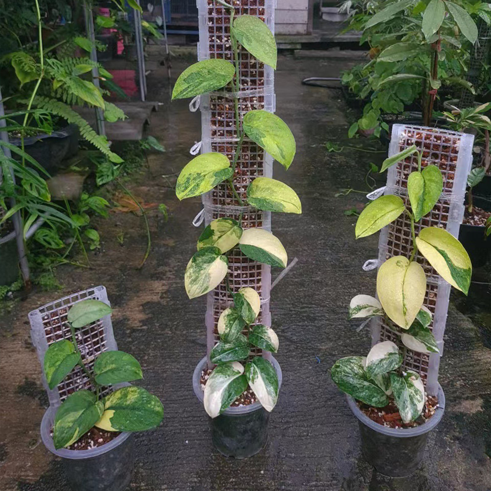 Monstera Thai Constellation - Poste de musgo de plástico para
