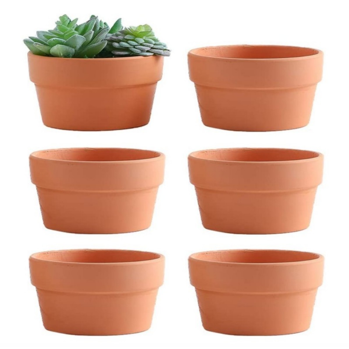 Cactus Mix Pot - 6 uds macetas de terracota Buld