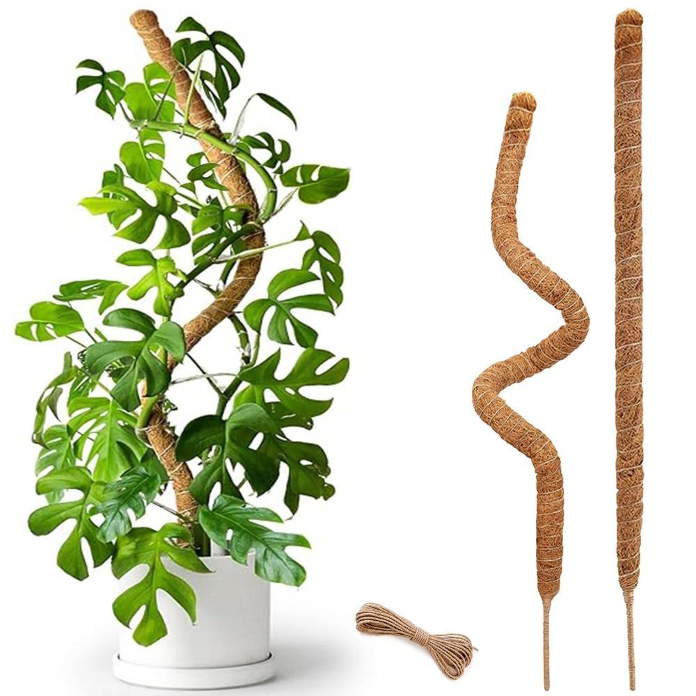 Monstera Thai Constellation - Soporte para Plantas, Poste de Musgo
