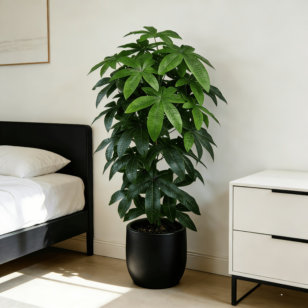 Fiddle Leaf Fig - Árbol del Dinero Artificial Pachira Aquatica