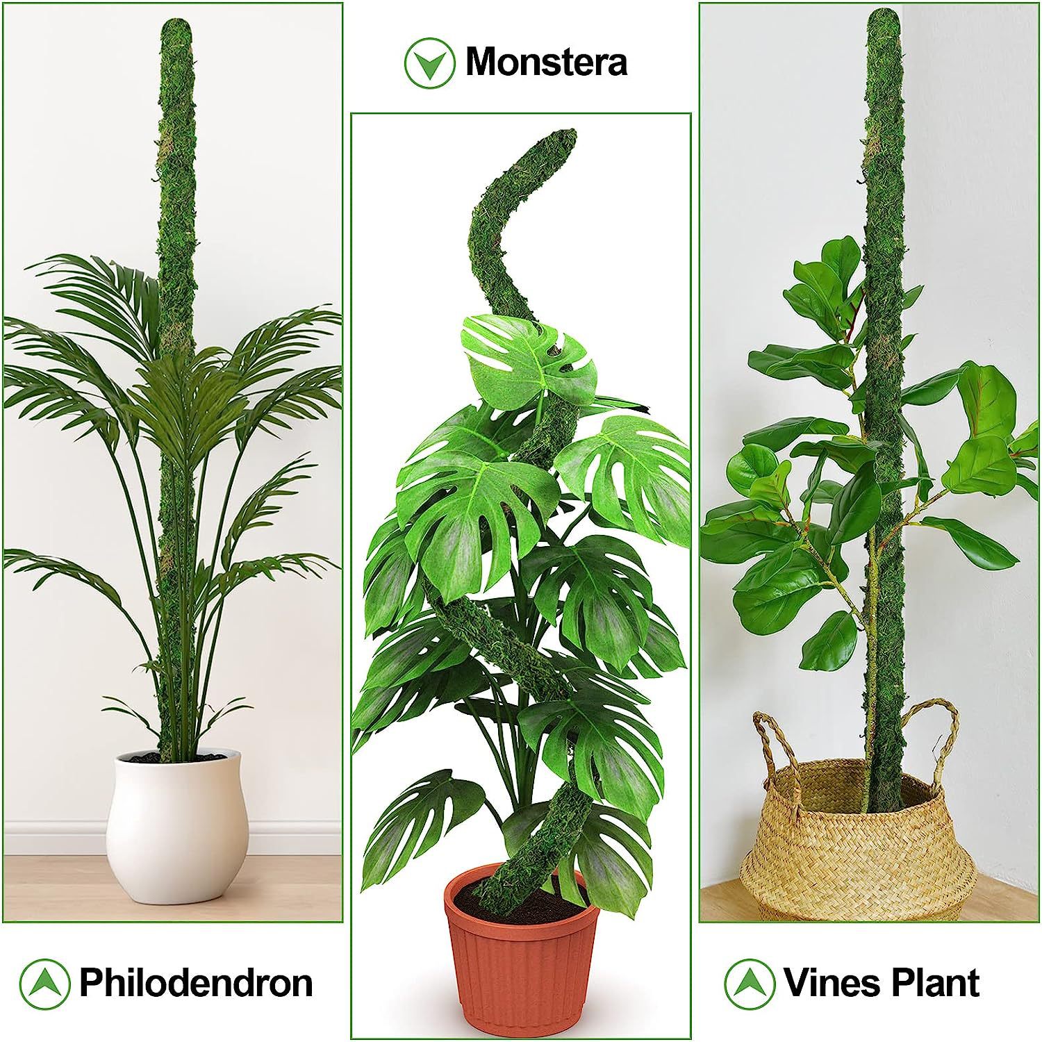 Poste de musgo flexible para p - Monstera Thai Constellation reseña y precio