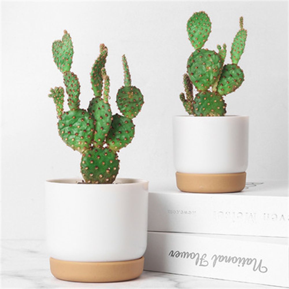 Maceta Redonda para Cactus y S - Cactus Mix Pot reseña y precio