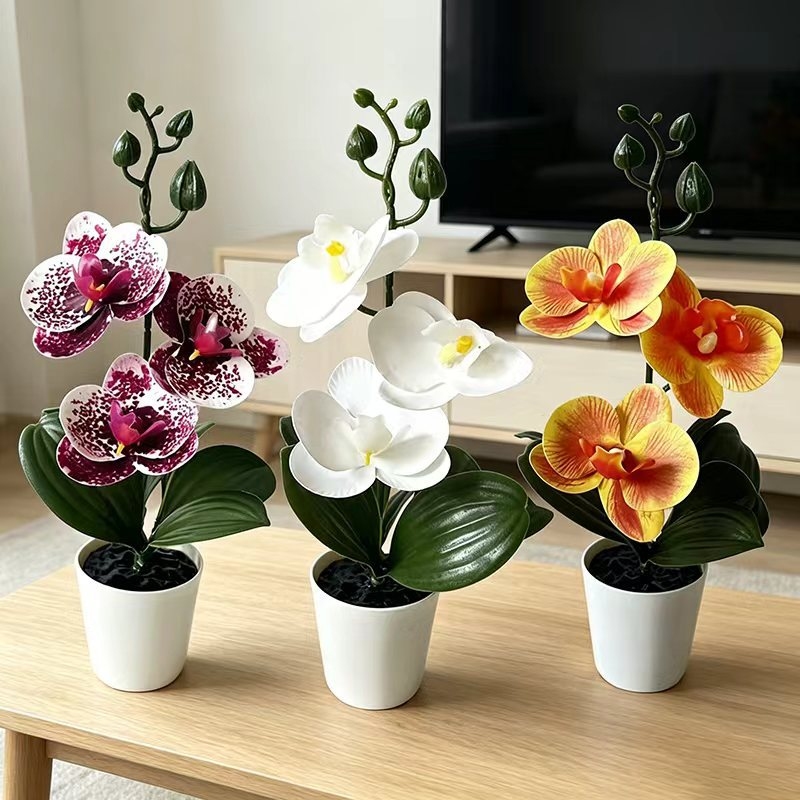 Mini orquídea mariposa en mace - Orchid Phalaenopsis reseña y precio