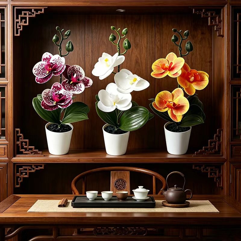 Mini orquídea mariposa en mace - Orchid Phalaenopsis reseña y precio