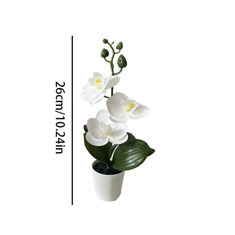 Mini orquídea mariposa en mace - Orchid Phalaenopsis reseña y precio