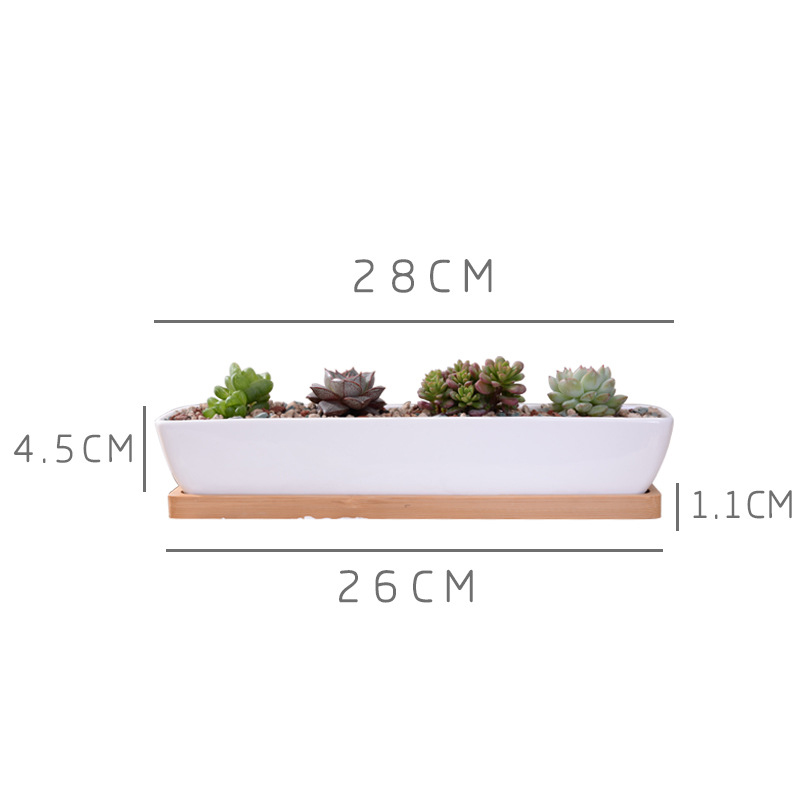 Maceta suculenta de cerámica b - Cactus Mix Pot reseña y precio