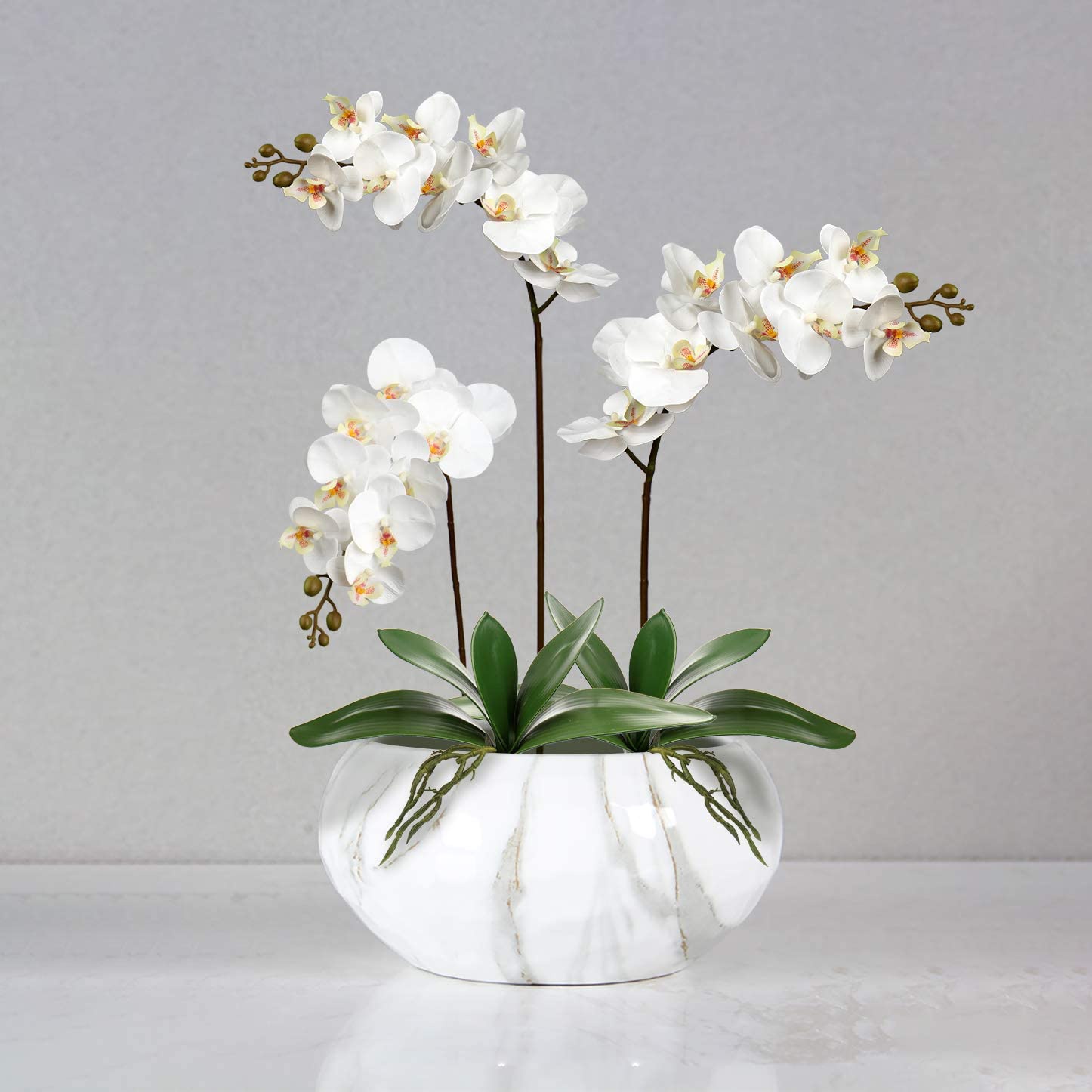 Hojas de Phalaenopsis artifici - Orchid Phalaenopsis reseña y precio