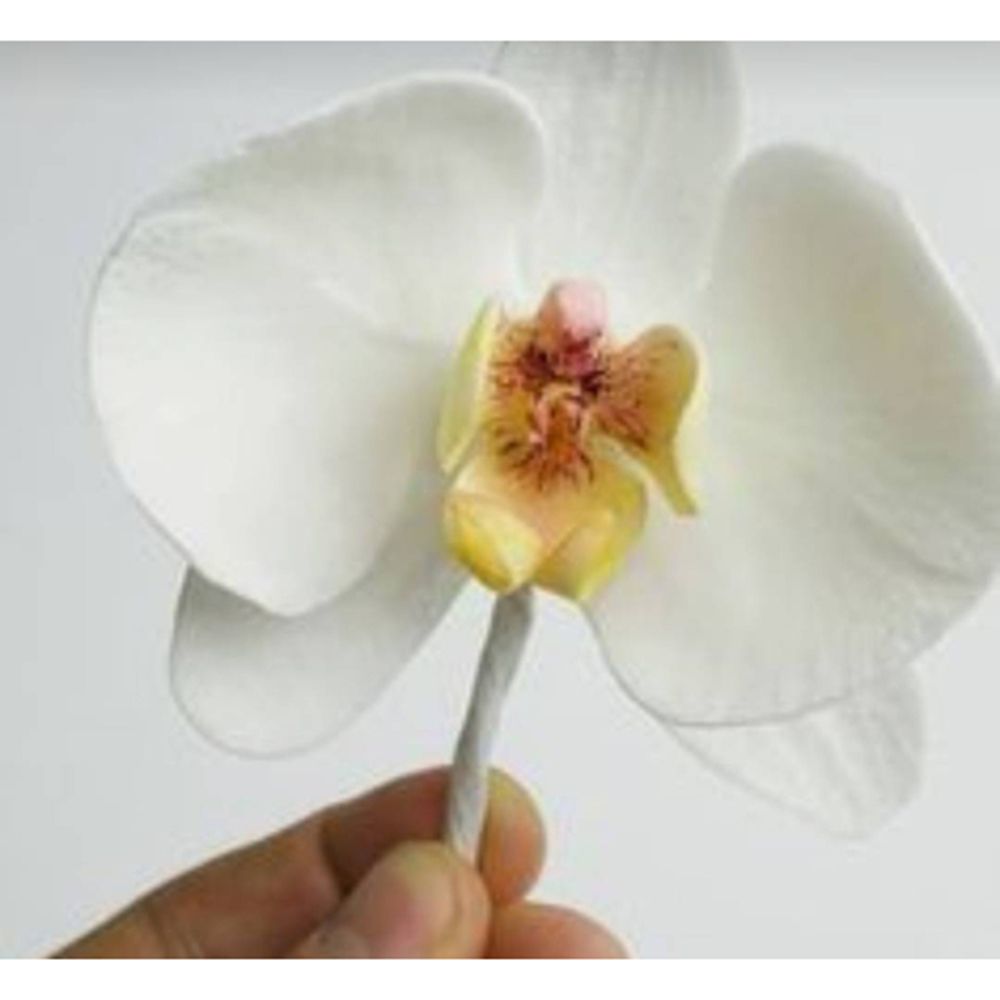 Plantillas de corte de Metal c - Orchid Phalaenopsis reseña y precio