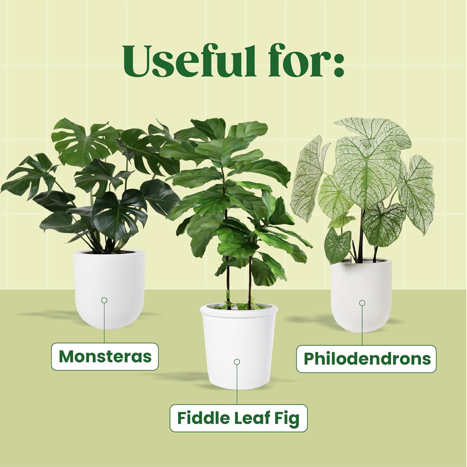 Suero Vegetal KALOYANOV N ° Es - Fiddle Leaf Fig reseña y precio