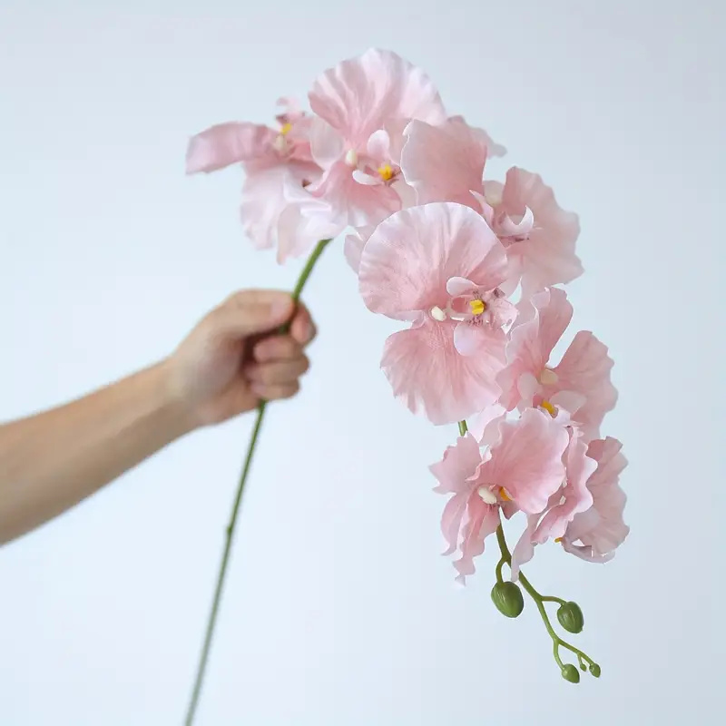 Rama larga, mariposa, orquídea - Orchid Phalaenopsis reseña y precio
