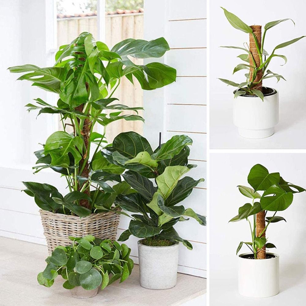 Postes de musgo apilables de 3 - Monstera Thai Constellation reseña y precio