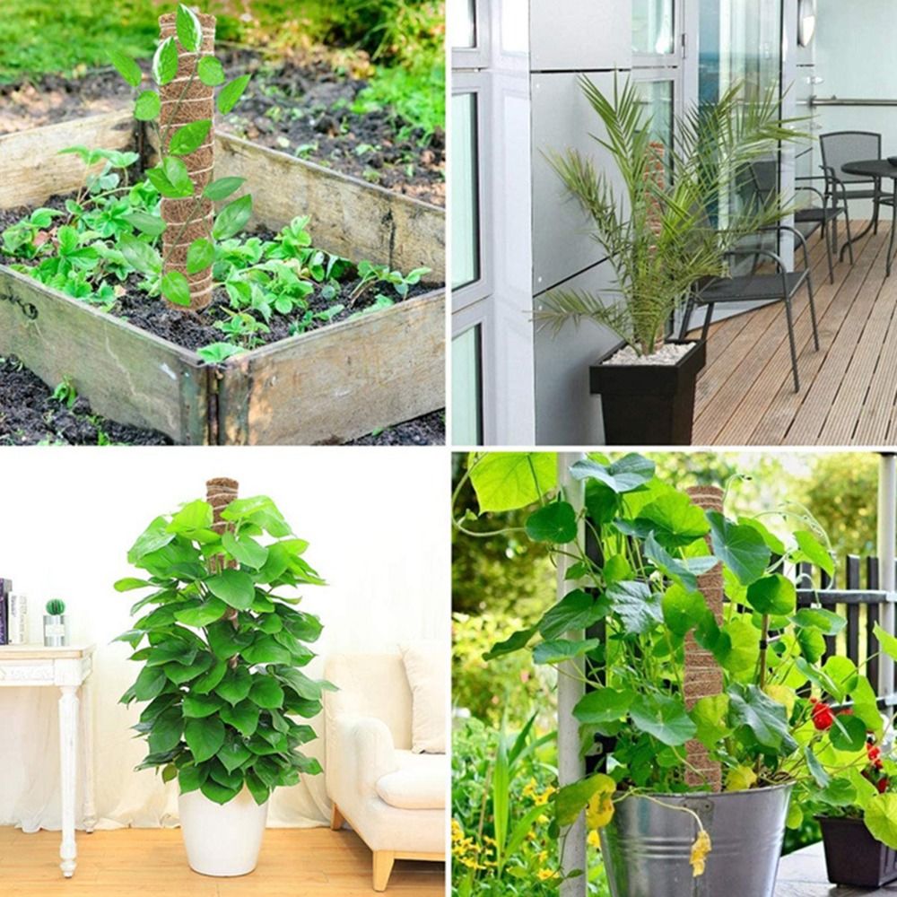 Postes de musgo apilables de 3 - Monstera Thai Constellation reseña y precio