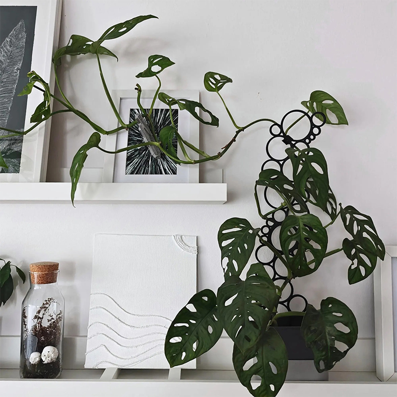 1 soporte de hierro para plant - Monstera Thai Constellation reseña y precio